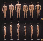 Muscular Male Action Figure Body Bd001-6 12" Hot Toy Phicen Head 1/6 23toys NEW