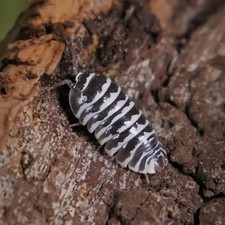 15 Armadillidium maculatum Isopods