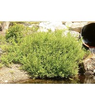 6 Silky Willow Tree 22-44 Salix Salicacae Bare Root Plant Stand Black House