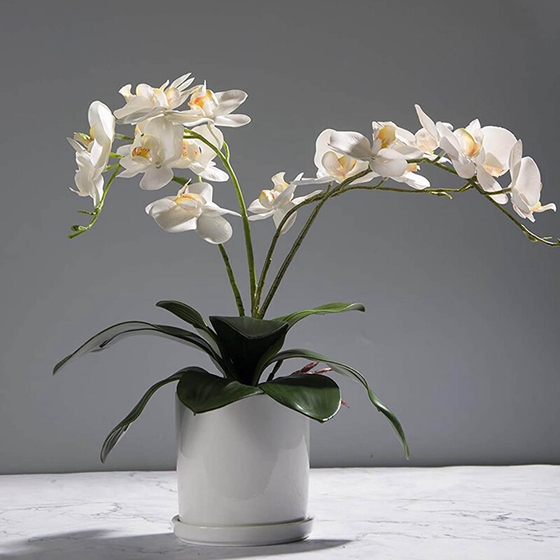 Hojas de OrquíDeas Phalaenopsis Plantas de Contacto de LáTex de RaíCes