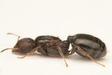 INSANELY RARE TRIMORPHIC BIG HEADED ANT QUEEN, pheidole tepicana! RARE Queen ant