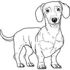 'Dachshund' Unmounted Rubber Stamp RS029906 
