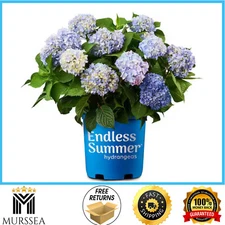 Endless Summer 1 Gal. Original Reblooming Hydrangea Shrub Pink/Blue Flowers