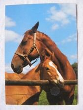 Postkarte Ansichtskarte alt Tiere Pferde Fohlen Westfälische Stute
