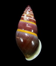 LAND SNAIL, SHELL - Amphidromus sp