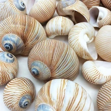 25 PC Nautica Lineata Sea Shells, 3/4 Inch ~ 1-1/2 Inch