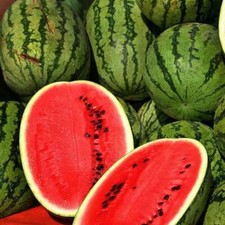 Jubilee Improved Watermelon Seeds Heirloom / Non-GMO Free Shipping 1040