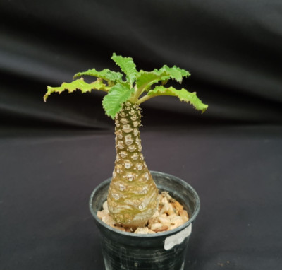 DE27: Dorstenia foetida
