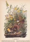 Audubon 1942 Vintage Birds #136 "Meadowlark" Full Color Art Plate Lithograph