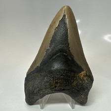 Megalodon Shark Tooth 4.87 Inch - Unique Shape - Natural Fossil - Real 20663
