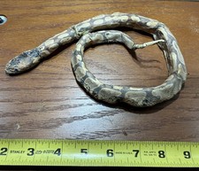 Taxidermy Boa Constrictor Snake Python Oddity Weird Addams Family 
