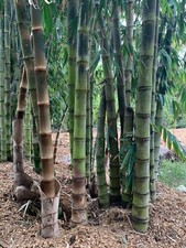 Asper Bamboo- Dendrocalamus asper **NON-INVASIVE, CLUMPING**