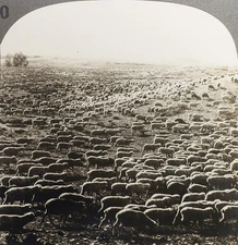 Keystone Stereoview 3,000 Sheep on Montana Range From Rare USA 100 Card Set #80