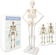 17.7" Human Skeleton Anatomy Model - Movable Arms Legs for Educational Display