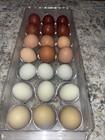 21 Fresh NPIP Cert. Chicken Hatching Eggs (green, Blue, Tan And Brown) — photo 1
