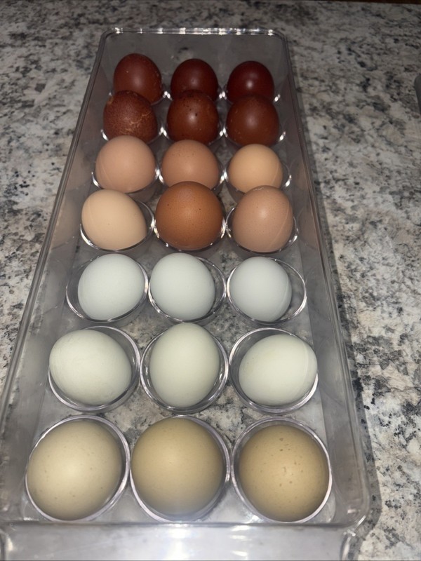 21 Fresh NPIP Cert. Chicken Hatching Eggs (green, Blue, Tan And Brown)
