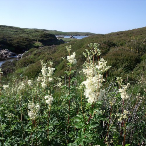 Icelandic Arctic Tea – Wild Nordic Herbal Blend with Flowers, Berries & Rhodiola - Picture 5 of 10