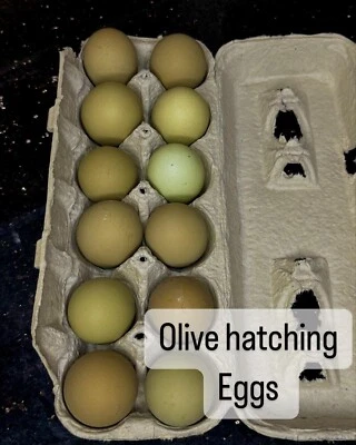(12+3) Olive Green Egger / Moss/ Rare Breeds/ Fertile Hatching Eggs