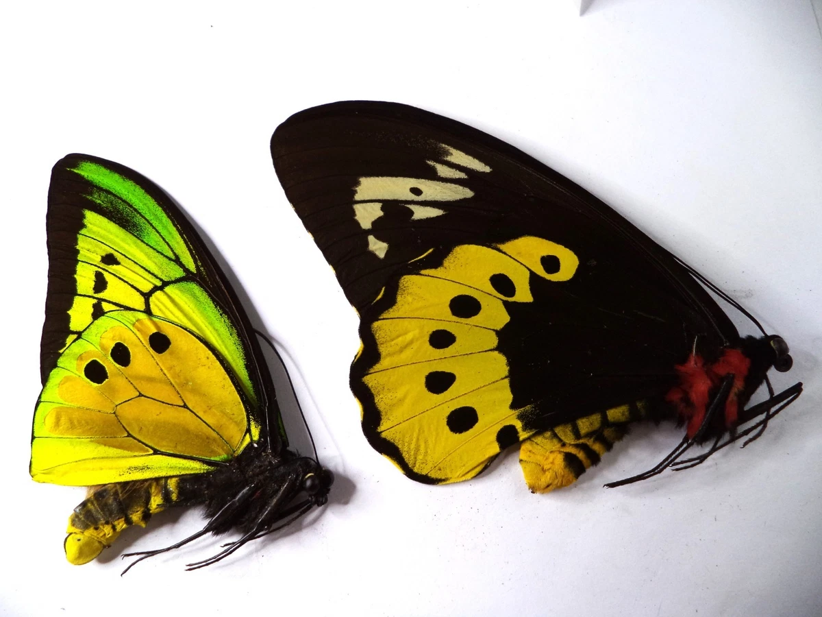 Ornithoptera Butterfly for sale | eBay