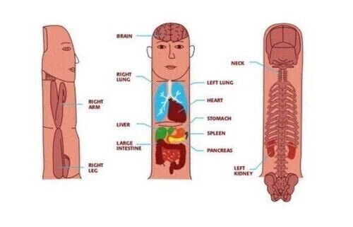 Imanes de racimo de 6 estrellas Sujok - redondos (juego de 20) + anillos de acupresión Sujok de 10 piezas Foto 4 de 4