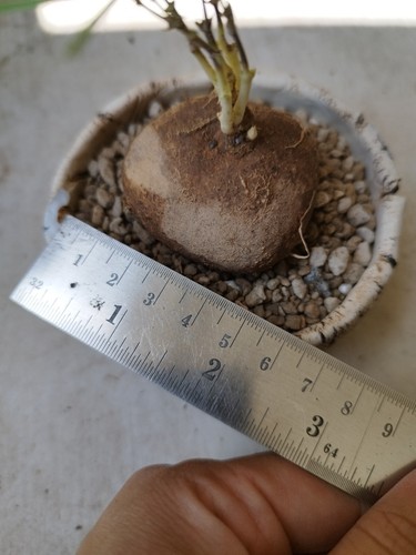 Brachystelma Size 4-5 cm , Murdannia spectabilis , caudex , Rare caudex - Picture 8 of 12