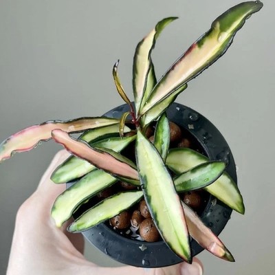 Real Pict Hoya Wayetii Variegated Rare Plant