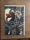 1:25 AMAZING SPIDER-MAN #7  VIRGIN INCENTIVE 2nd PRINT BERMEJO - BLACK CAT NM