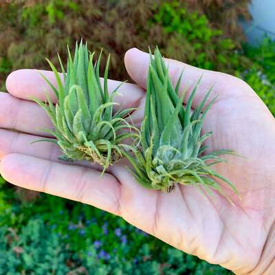 Ionantha Hazelnut Air Plant *Interesting Shape Tillandsia* | eBay