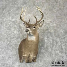 #30359 EL | Whitetail Deer Taxidermy Shoulder Mount For Sale