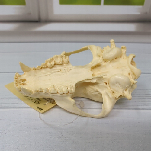 Opossum Skull and Raccoon Skull Replica - Animal Craft Unique Art Head Replicas - Picture 8 of 19