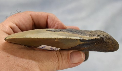 Megalodon Shark Teeth XLG Real FOSSIL 5 - 24 million year old 130mm 5.1" 598dd - Picture 9 of 12