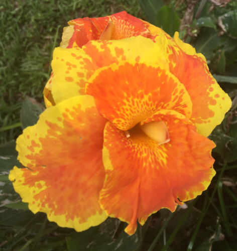 Yellow & Orange Canna Lily Bulbs. (3) Bulbos de Coyol Amarillos Con Anaranjado.