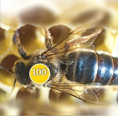 Bollini Numerati Blu Per Api Regine - Opalitki 1-99, Anni 2020-2025-2030-2035 - Foto 4