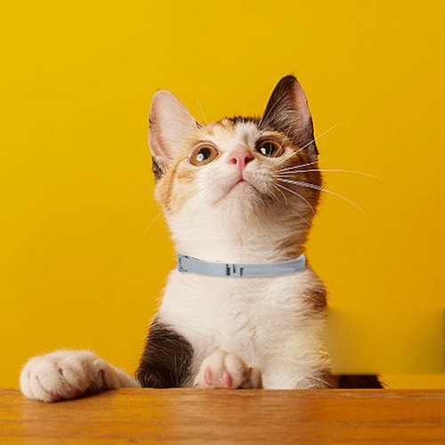 Pet Collar 1PC Treatment & Prevention Collar for Small Large Dog Cat - Picture 12 of 18