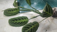 Maranta Lemon Lime Bare Rooted Maranta Facinator Prayer Houseplant Easy Care 