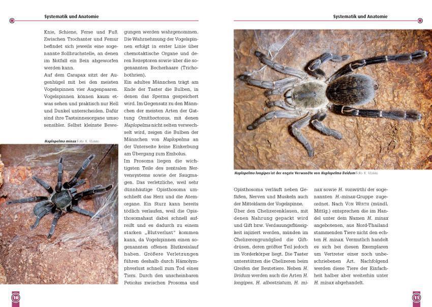 Thumbnail - Die Blaue Thai-vogelspinne | Haplopelma Lividum | Karin Manns |