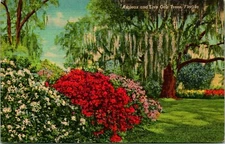 Florida Live Oaks Azaleas Postcard unused (11877)