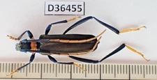 D36455. Insects, Beetles, Cerambycidae sp. Vietnam North. 1900m