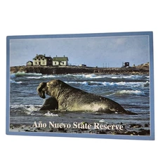 Postcard Northern Elephant Seal Ano Nuevo State Reserve Pescadero California