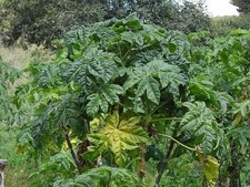 40 Carica pubescens Mountain Papaya Seeds Vasconcellea Andean Fruit Plant