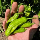 Shishito Pepper Garden Vegetables Seeds (25+)