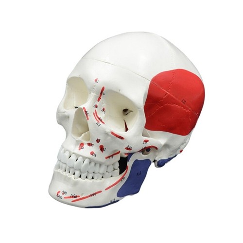 Mini Human Skull Model, 3 Parts Anatomical Skull Model With Removable