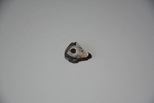 Donnerkeil Belemniten im Stein Einschluss Fossil Hiddensee Ostsee - Bild 2 von 18