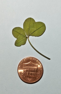 Real 4 leaf clover - dried, and pressed - Trifolium repens, Lucky item #14