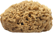 Half Natural Sea Sponge with Flat Side for Painting, Artists, Decorating