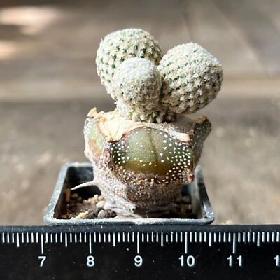 25-1320. Cactus strobiliformis CH481, Doctor Arroyo w, SLP (Grafted)