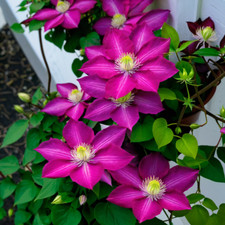 25 Magenta Clematis Seeds Flower Seed Perennial Flowers Vine US SELLER