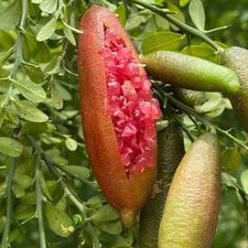 Live Pink Finger Lime Tree – 2 Gal Pot (Grafted) – Fruit-Bearing & Healthy Plant