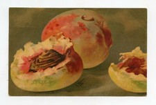 illustrator KLEIN. Fruits . peaches