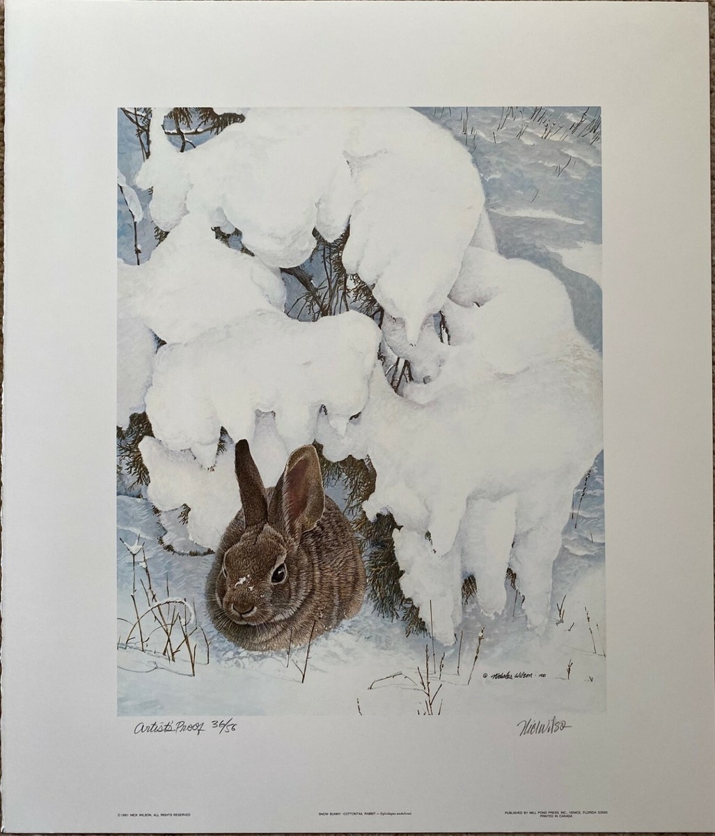 Snow Bunny - Cottontail Rabbit by Nick Wilson - Artist Proof | eBay